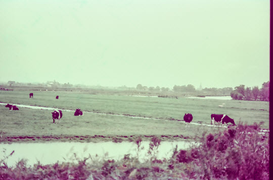 荷蘭 Zaandam 城鎮風景